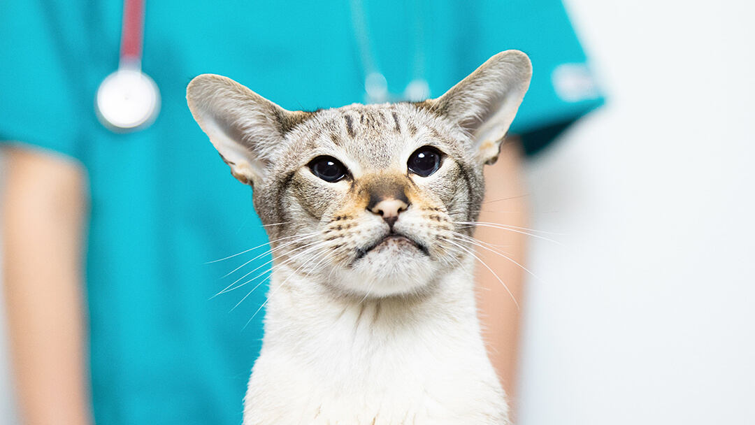 Female cat outlet bladder stones